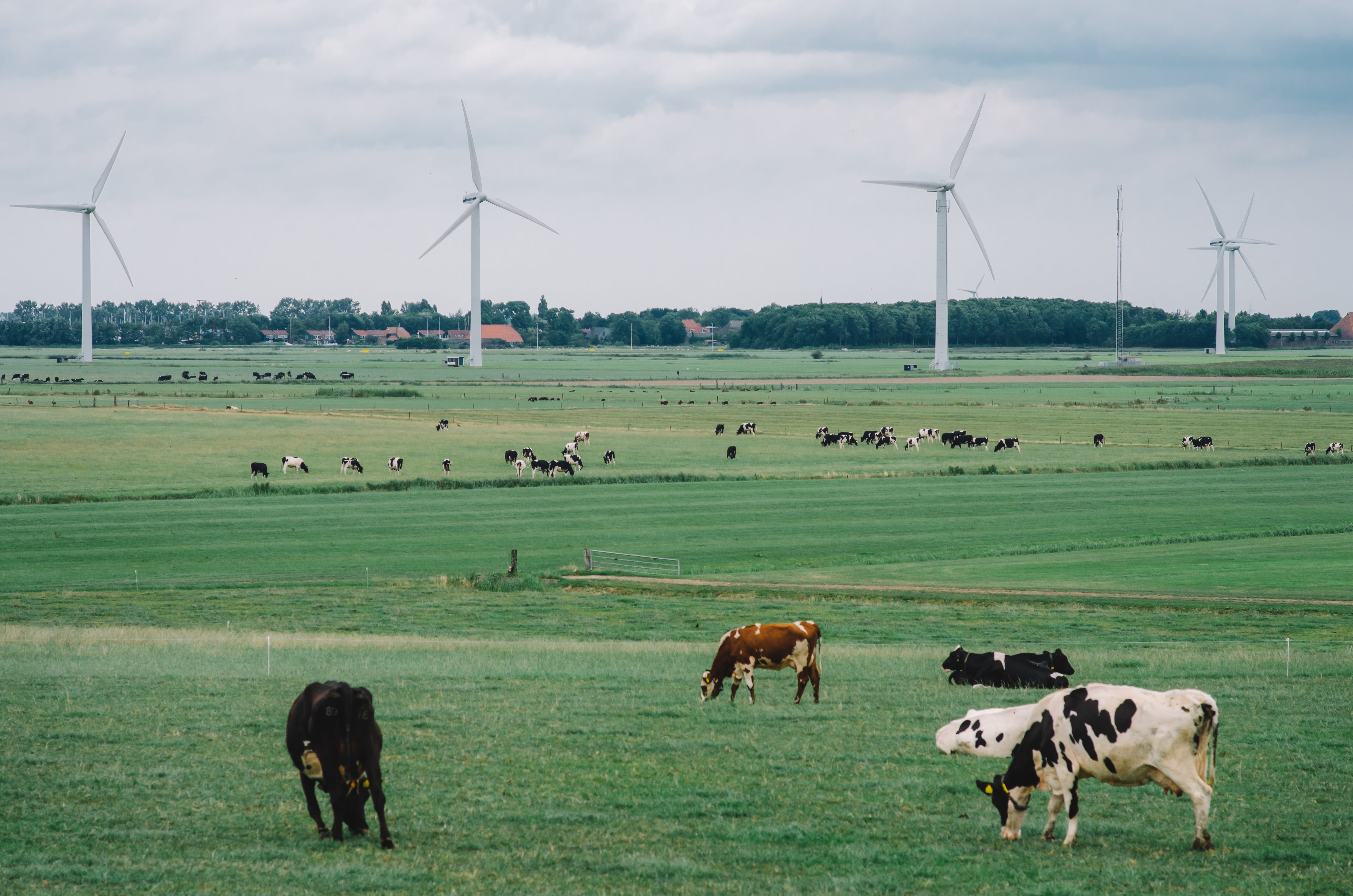 Kühe grasen auf einer grünen Wiese vor Windrädern unter einem bewölkten Himmel in der Landschaft.