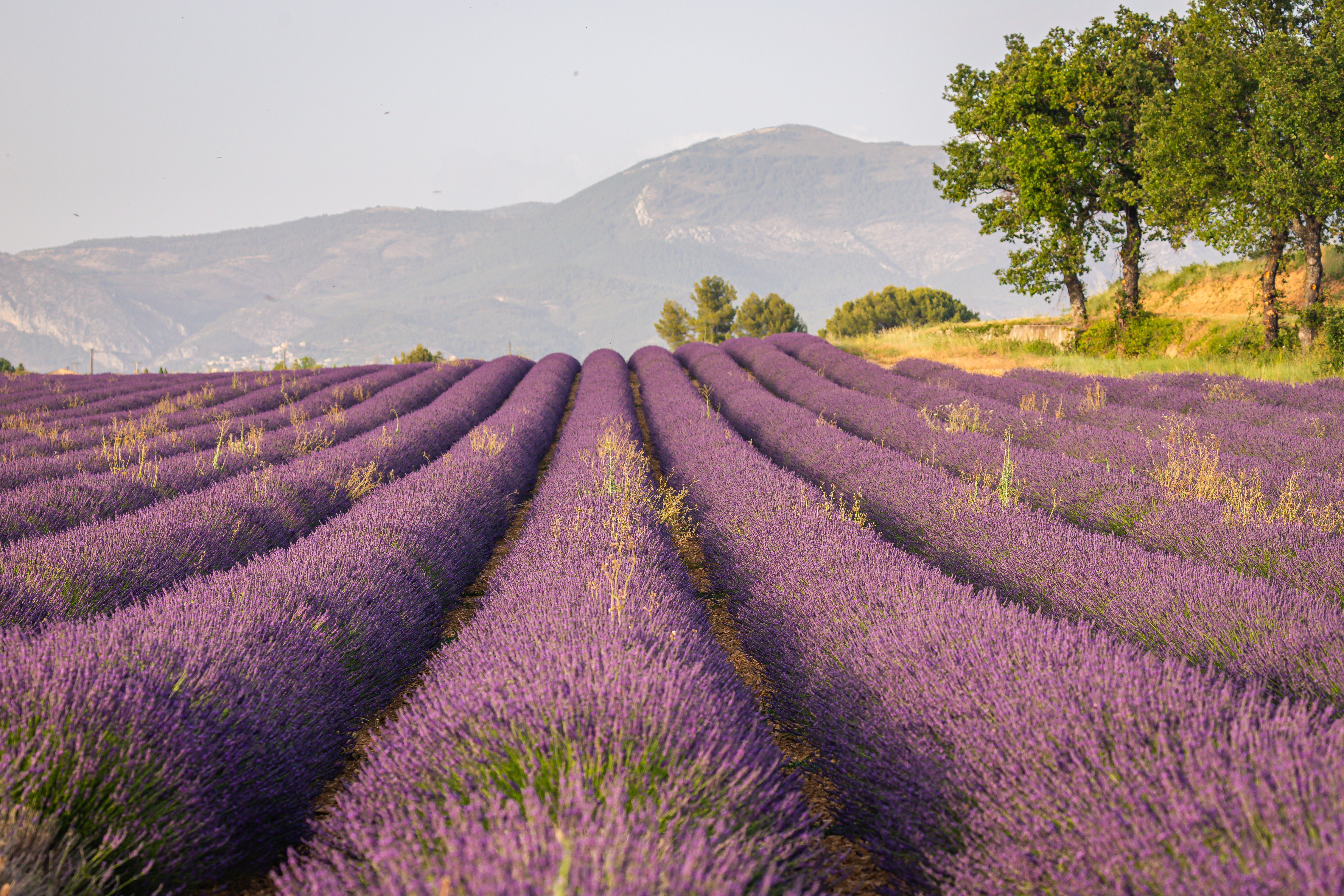 Weite Lavendelfelder mit lila Blüten vor Bergkulisse und vereinzelten Bäumen im Sonnenlicht.
