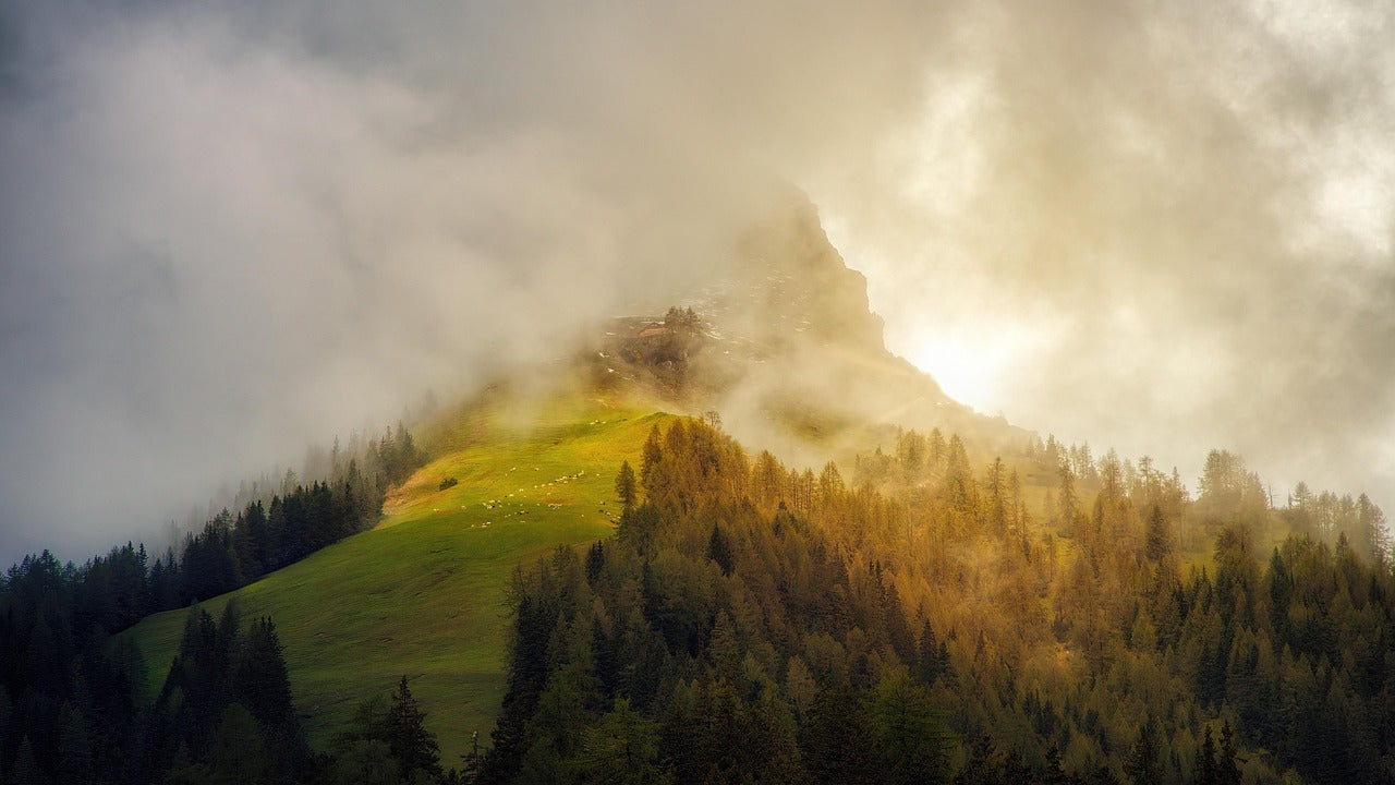 Neblige Berglandschaft mit Nadelwald und sanft grünem Hang im warmen Abendlicht am Berggipfel.