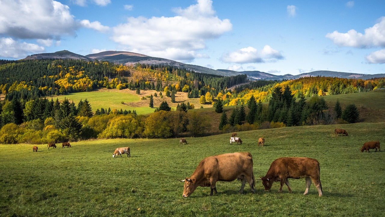 Grüne Weide mit grasenden Kühen vor bewaldeten Hügeln und blauem Himmel mit vereinzelten Wolken im Herbst